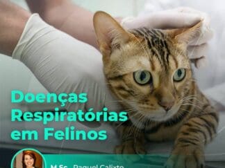 Doenças Respiratórias em Felinos