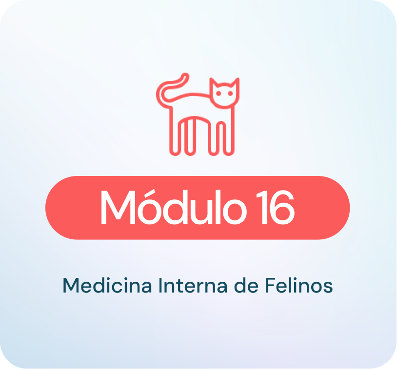 Medicina interna felinos